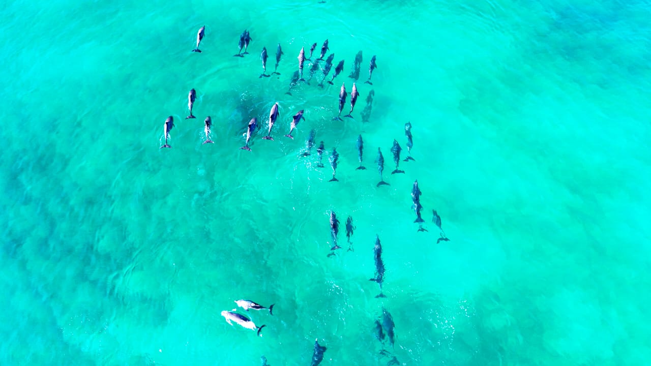 Dolphins in the crystal-clear waters of Sifa